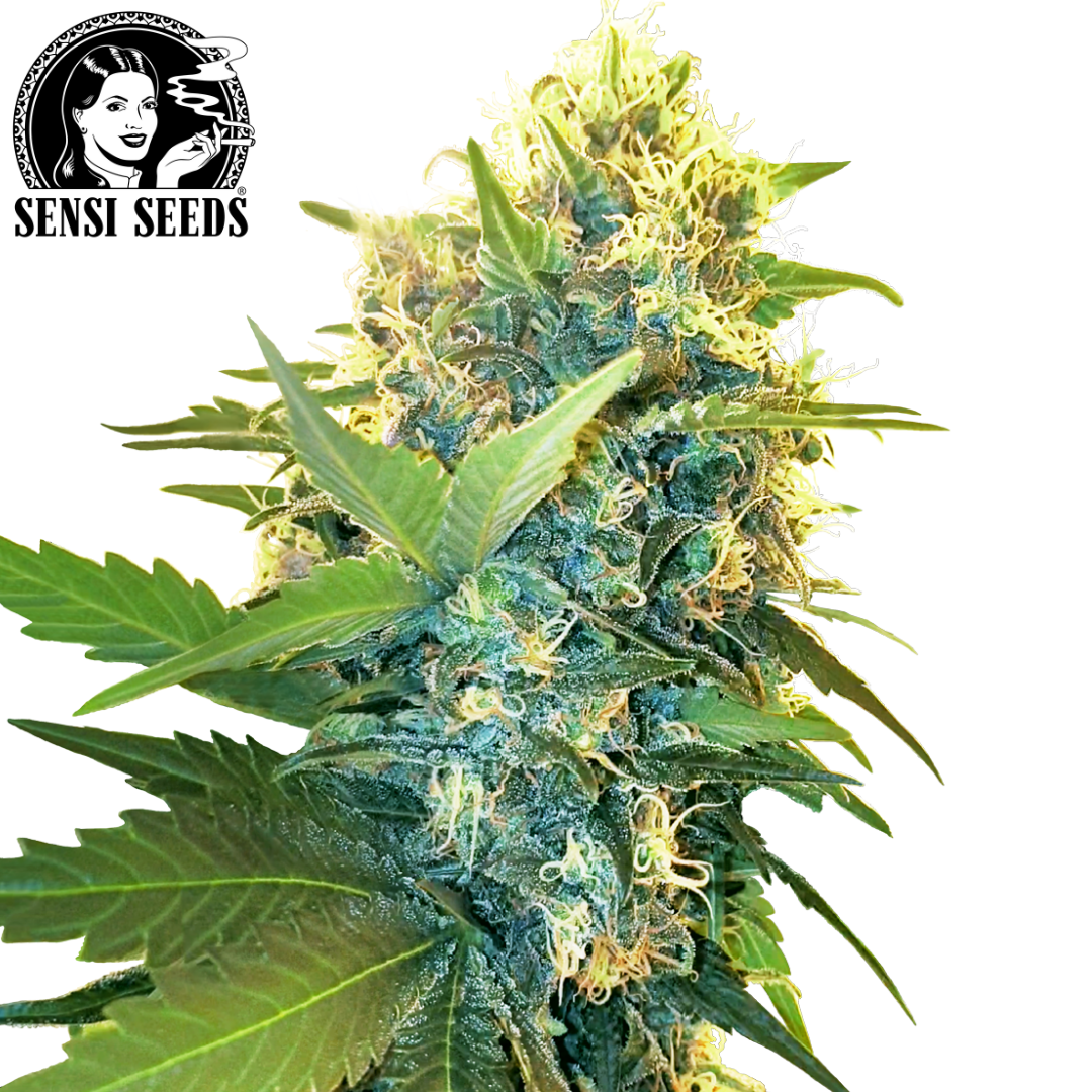 Basecap, Sensi Seeds®, Snapback, Schwarz